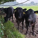De Scherpenhof 4*