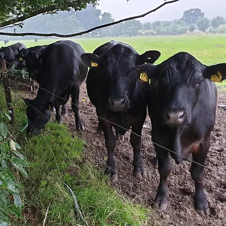 De Scherpenhof, Landelijk Gelegen Met Optie Jacuzzi 4*